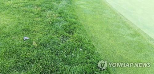 [권훈의 골프확대경] 기르고 자르고…한국여자오픈은 러프와 전쟁