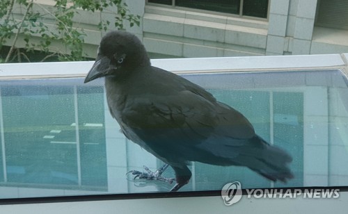 '김밥에 돈, 휴대전화까지'…제주서 까마귀 절도 행각 기승