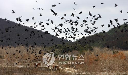 '김밥에 돈, 휴대전화까지'…제주서 까마귀 절도 행각 기승